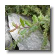 california or coast live oak